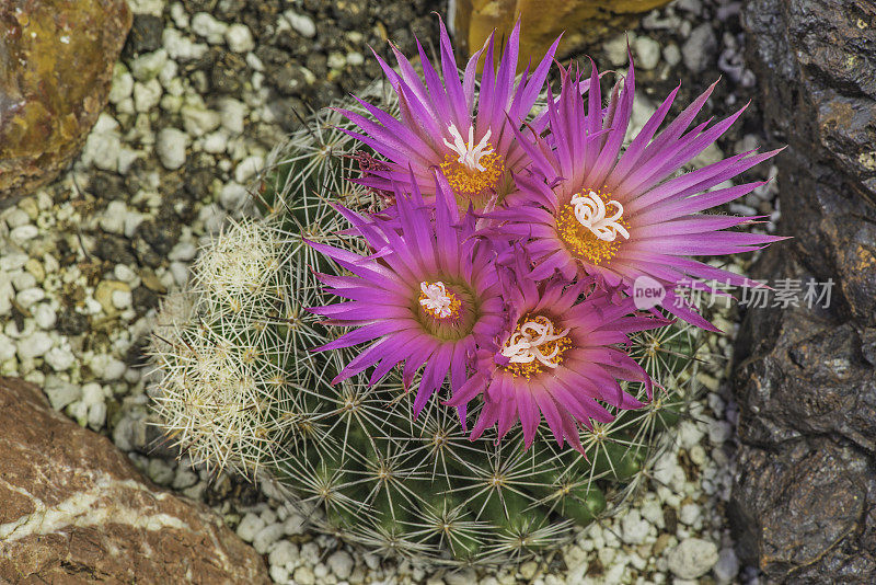 蜂窝仙人掌，Escobaria vivipara或Coryphantha vivipara，是一种仙人掌，有几个共同的名字，包括刺星，胎生狐尾仙人掌。仅限于莫哈韦沙漠和索诺兰沙漠。大盆地国家公园，内华达州。